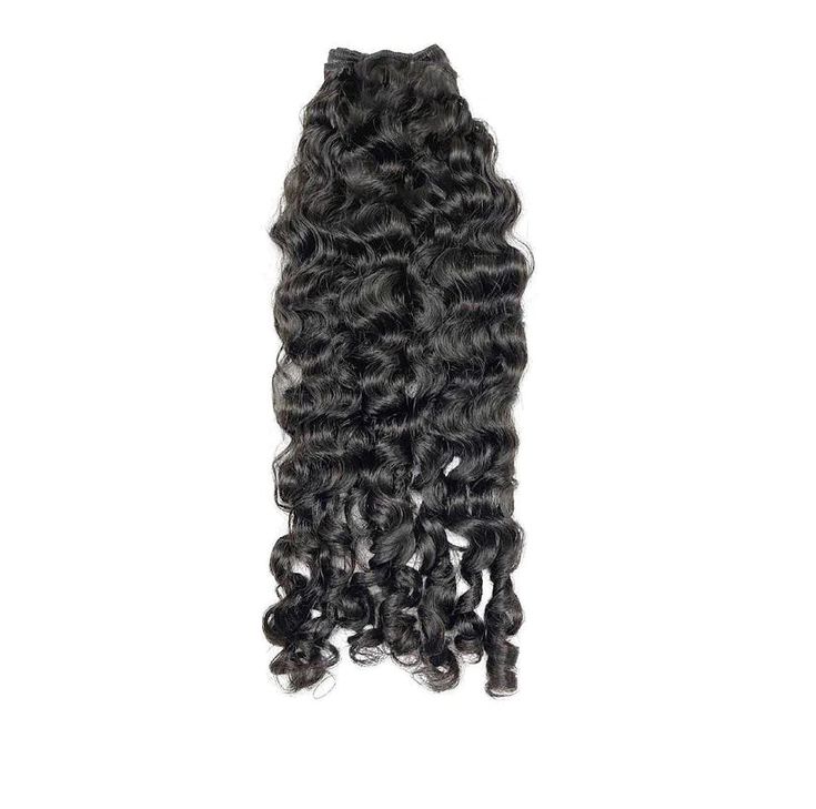 Burmese Curly